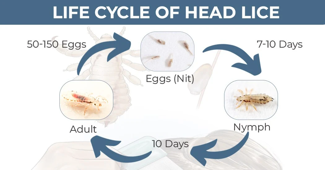 life cycle of head lice in best hair treatment in jaipur
